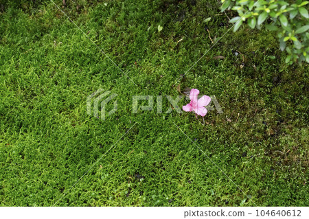 Kyoto Ohara Sanzenin Temple ``Sakura no Baba'' in the season of fresh greenery Moss and flowers Kyoto Ohara Sanzenin Temple ``Sakura no Baba'' in the season of fresh greenery Moss and flowers 104640612
