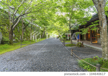 Kyoto Ohara Sanzen-in "Sakura no Baba" in the fresh green season 104640617