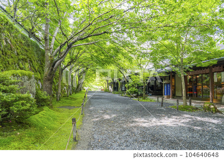 Kyoto Ohara Sanzen-in "Sakura no Baba" in the fresh green season 104640648