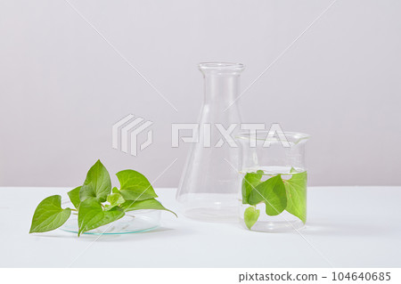 White background for displayed product with fish mint leaves and lab equipment. Scene for advertising cosmetic with laboratory concept. Fish mint has long been used as a remedy for skin conditions White background for displayed product with fish mint leaves and lab equipment. Scene for advertising cosmetic with laboratory concept. Fish mint has long been used as a remedy for skin conditions 104640685