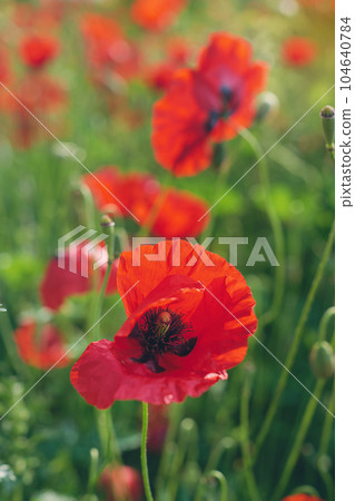 Blooming delicate poppies. The beauty of the earth, bright spring flowers with selective blur, soft focus, vertical frame for smartphone, concept design or postcard about the beauty of nature and life Blooming delicate poppies. The beauty of the earth, bright spring flowers with selective blur, soft focus, vertical frame for smartphone, concept design or postcard about the beauty of nature and life 104640784