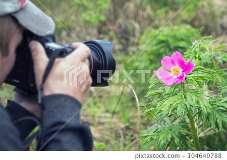 A botanist photographer takes a photo of a red forest field wild flower in the forest. 104640788