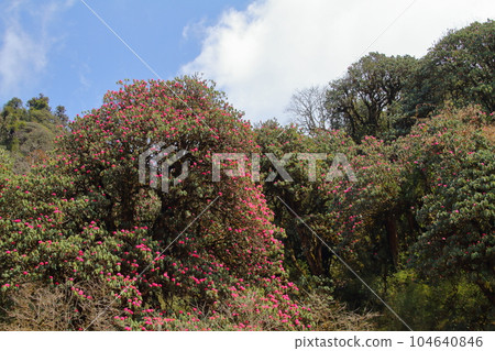 Rhododendrons along the Annapurna trekking course in the Himalayas, Nepal, South Asia Rhododendrons along the Annapurna trekking course in the Himalayas, Nepal, South Asia 104640846