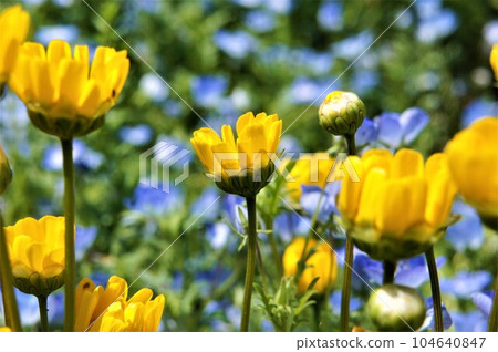 黃色和藍色的花壇 黃色和藍色的花壇 104640847