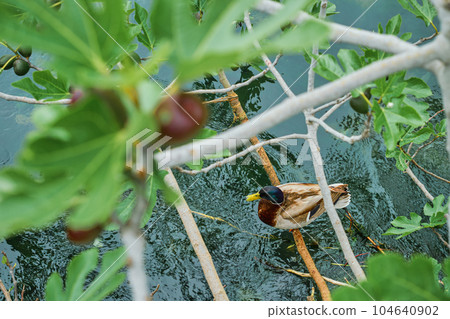 wild duck sits and rests on a branch of a fig tree growing over a mountain stream, sustainable development of agriculture and environmental care 104640902