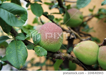 Passion fruit fruit 104640943