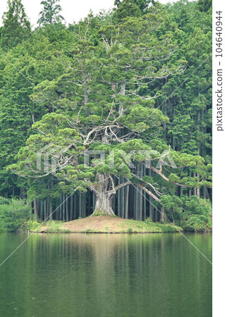 Ipponsugi of Iwao Pond 104640944