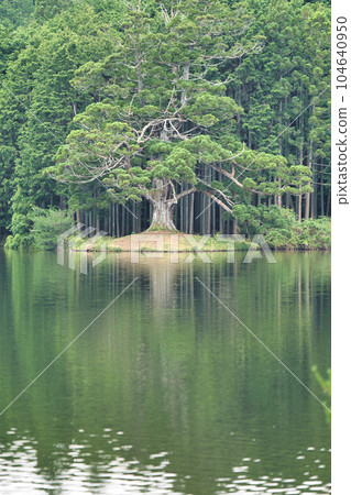 岩尾一本杉 岩尾一本杉 104640950