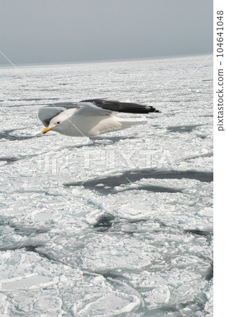 Birds flying over drift ice 104641048