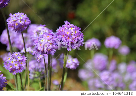 喜馬拉雅山、尼泊爾、南亞安納布爾納峰徒步路線沿線的報春花 喜馬拉雅山、尼泊爾、南亞安納布爾納峰徒步路線沿線的報春花 104641318