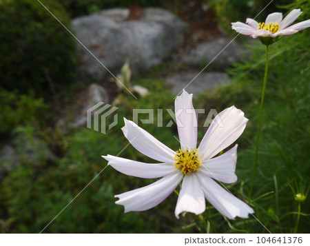 Cosmos Cosmos 104641376