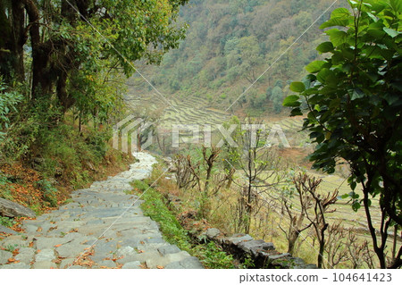 View of terraced fields along the Annapurna trekking course in the Himalayas, Nepal, South Asia 104641423