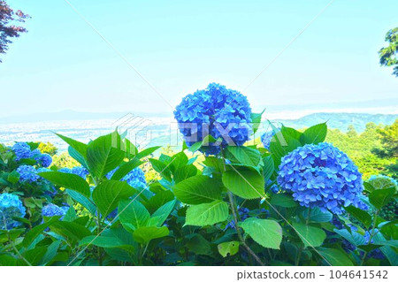 從繡球花林眺望 104641542