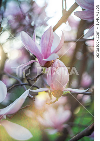 Blooming Magnolia tree in the nature 104641859