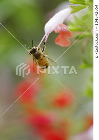 A cute honey bee sipping nectar from a small flower wet in the rain 104642054
