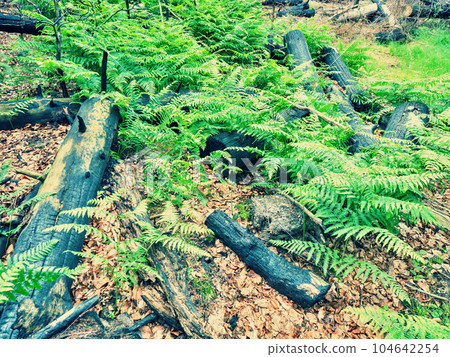 Forest after heavy fire. Burnt tree trunks in fern. The burnt forest 104642254