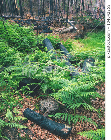 Burnt tree trunks in fern. The burnt forest at Hrensko in Bohemia Switzerland 104642255