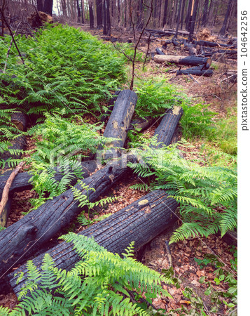 Fern and grass begins to grow between burnt tree trunks 104642256