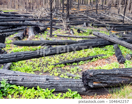 New born life between cut down burnt trees in forest park. 104642257