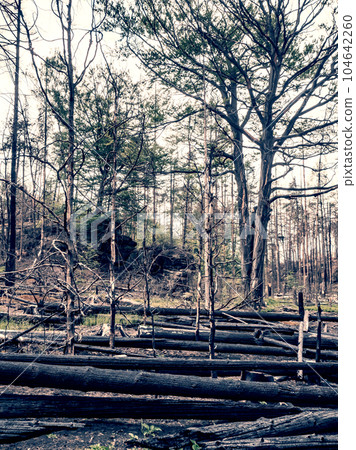 Rest green oak trees on the background of burnt trees in the forest after big summer fire. Rest green oak trees on the background of burnt trees in the forest after big summer fire. 104642260