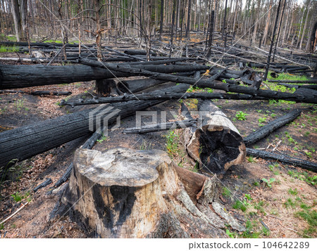 Firefighters cut down trees to fight the fire more effectively. 104642289