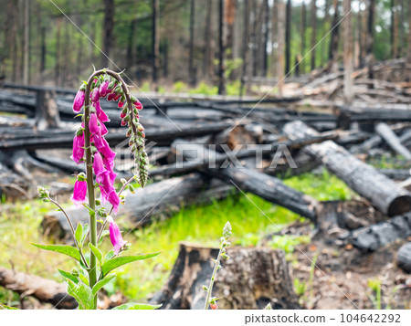Contrast of life cycles. Purple foxglove blooms above burnt trees Contrast of life cycles. Purple foxglove blooms above burnt trees 104642292