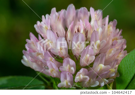 Trifolium pratense, red clover. Collect valuable flowers fn the meadow in the summer. Medicinal and honey-bearing plant, fodder and in folk medicine medically sculpted wild herbs Trifolium pratense, red clover. Collect valuable flowers fn the meadow in the summer. Medicinal and honey-bearing plant, fodder and in folk medicine medically sculpted wild herbs 104642417