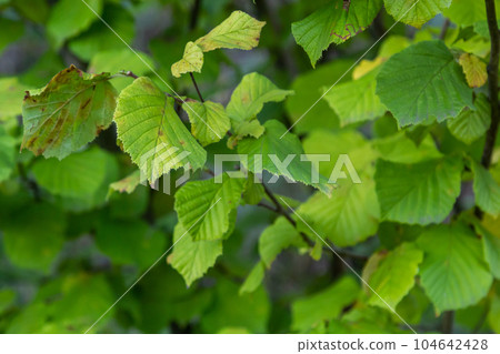 Bright green common hazel leaves on delicate branches beautifully backlit in a woodland Bright green common hazel leaves on delicate branches beautifully backlit in a woodland 104642428