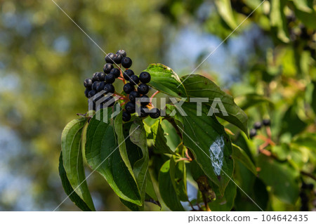 Cornus sanguinea is a perennial plant of the sod family. A tall shrub with small flowers and black inedible berries. Turf-well is grown as an ornamental plant 104642435