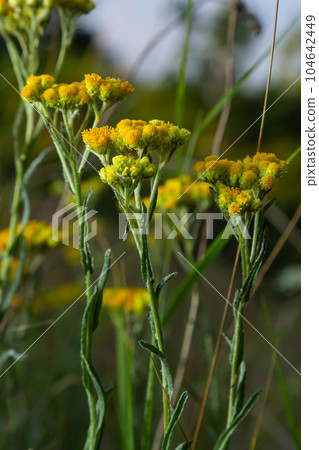 Yellow Mediterranean flowers on the background of the sea with a shallow depth of field. Helichrysum italicum Yellow Mediterranean flowers on the background of the sea with a shallow depth of field. Helichrysum italicum 104642449