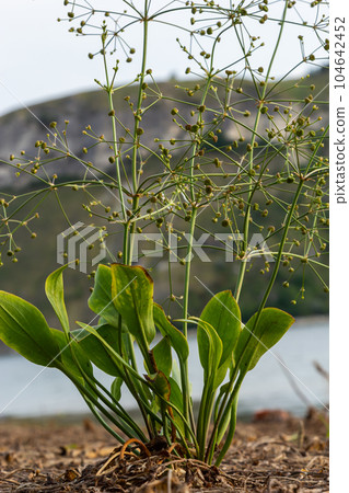 flowers of European water plantain, Alisma plantago aquatica 104642452