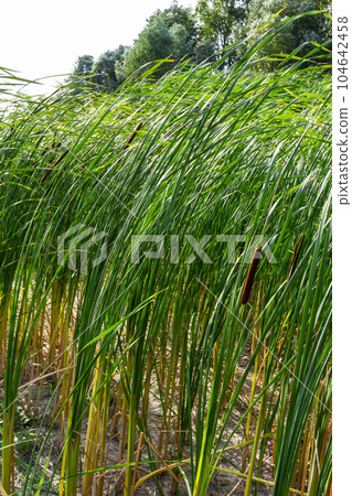 Reed mace plant also known as cat - tail, bulrush, swamp sausage, punks, typha angustifolia 104642458