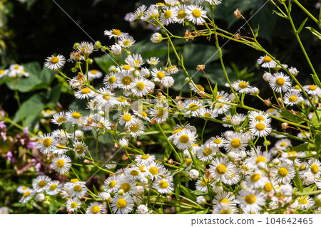 erigeron annuus in summer , annual fleabane , daisy fleabane erigeron annuus in summer , annual fleabane , daisy fleabane 104642465