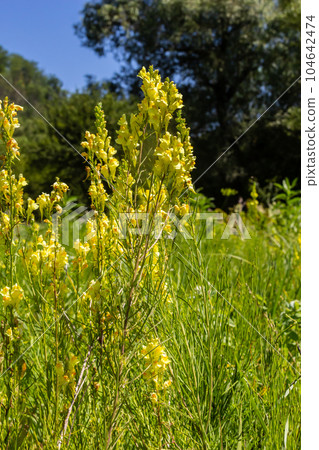 Flaxseed or wild snapdragon Linaria vulgaris is a medicinal herb. Wildflowers inflorescence Flaxseed or wild snapdragon Linaria vulgaris is a medicinal herb. Wildflowers inflorescence 104642474