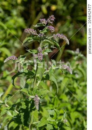 In the wild grows mint long-leaved Mentha longifolia 104642477