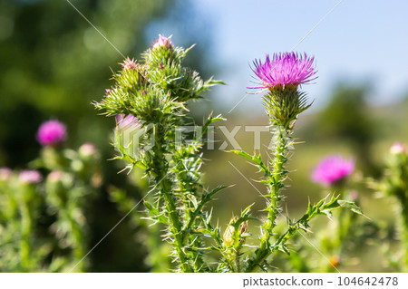 Blessed milk thistle pink flowers, close up. Silybum marianum herbal remedy plant. Saint Mary's Thistle pink blossoms. Marian Scotch thistle pink bloom. Mary Thistle, Cardus marianus flowers 104642478