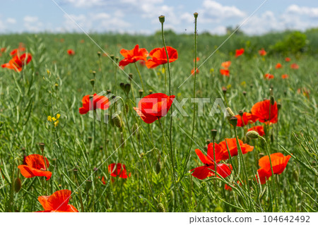Common names for Papaver rhoeas include corn poppy, corn rose, field, Flanders, red or common poppy Common names for Papaver rhoeas include corn poppy, corn rose, field, Flanders, red or common poppy 104642492