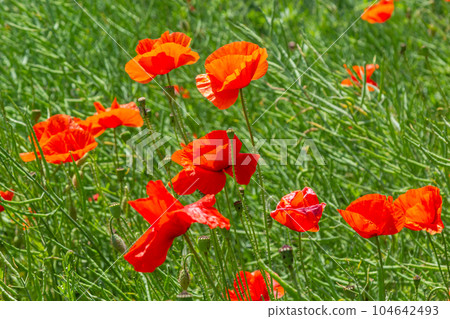 Common names for Papaver rhoeas include corn poppy, corn rose, field, Flanders, red or common poppy Common names for Papaver rhoeas include corn poppy, corn rose, field, Flanders, red or common poppy 104642493