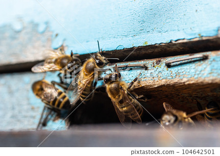 Group of bees near a beehive, in flight. Wooden beehive and bees. Bees fly out and fly into the round entrance of a wooden vintage beehive in an apiary close up view 104642501