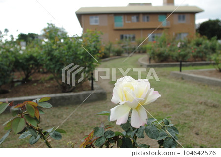 Arao City Ominous Citizen Flower Bed Rose Flower, 104642576