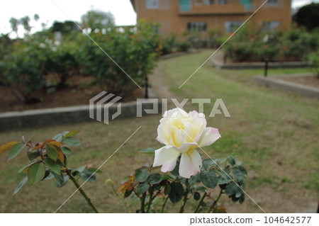 Arao City Ominous Citizen Flower Bed Rose Flower, 104642577