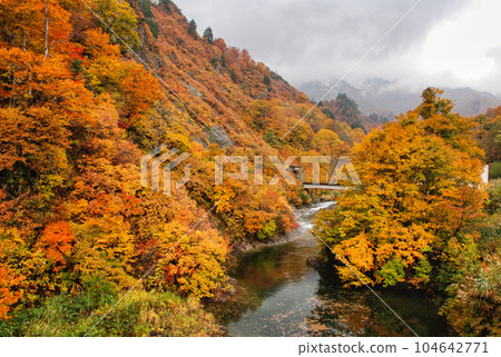 A valley covered in autumn leaves A valley covered in autumn leaves 104642771