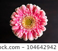 A single pink flower on a black background 104642942