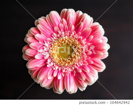 A single pink flower on a black background 104642942