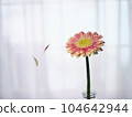 pink gerbera with scattered petals 104642944