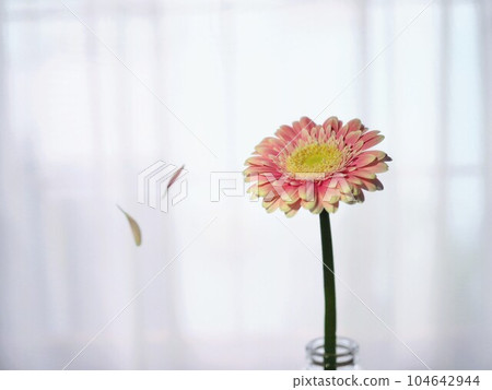 粉色非洲菊，花瓣散落 104642944