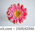 A single pink flower on a white background 104642946