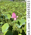 Lotus flower buds 104643023