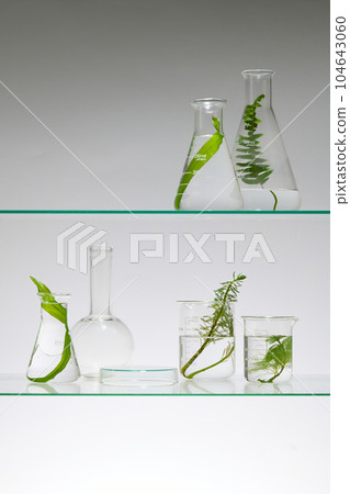 On a backlit white background, experimental flasks containing fern leaves, spirulina and seaweed are decorated on glass pedestals. Blank space to place your product On a backlit white background, experimental flasks containing fern leaves, spirulina and seaweed are decorated on glass pedestals. Blank space to place your product 104643060