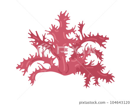 海藻紅冠圖 104643120